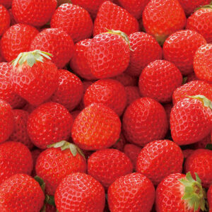 ゆるっと楽しむいちご狩りイベント🍓