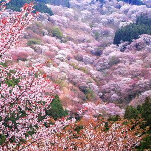 🌸春の吉野山ハイキング・カメラを持って行こう📷