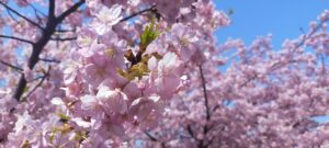 【予約困難】造幣局の桜の通り抜けに行こう！！！🌸